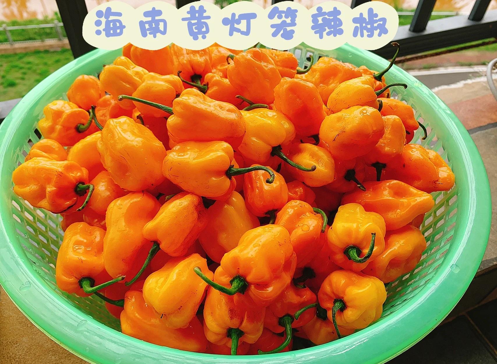 黄灯笼辣椒酱 参考图 1
